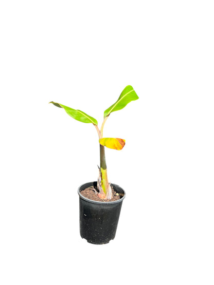 Banana 'Misi Luki' / Lady Finger