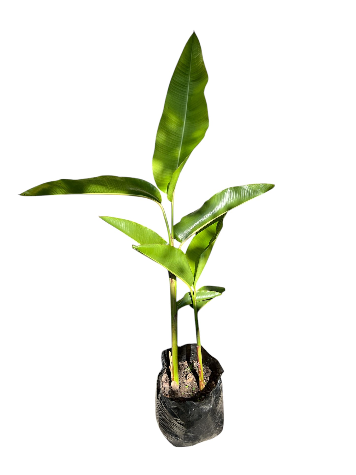 Heliconia schiedeana 12ltr