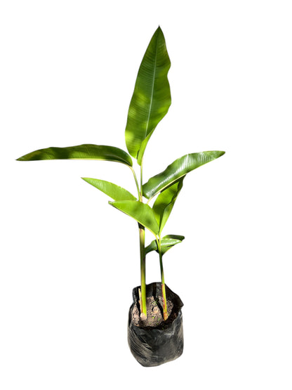 Heliconia schiedeana 12ltr