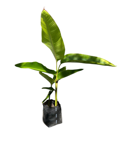 Heliconia schiedeana 12ltr