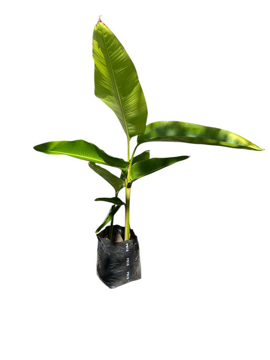 Heliconia schiedeana 12ltr