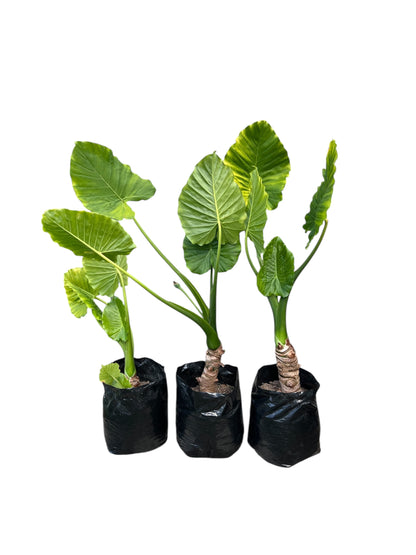 ALOCASIA ODORA / Elephant Ears