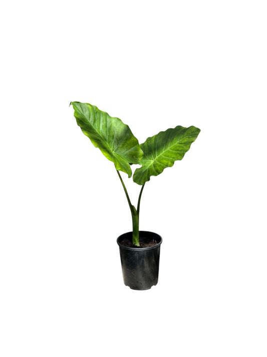 Alocasia odora | Giant Upright Elephant Ear 4ltr