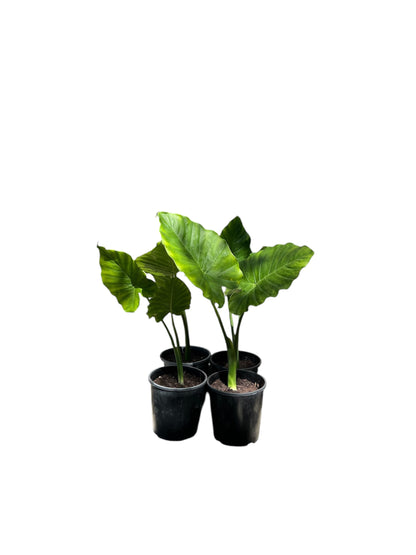 ALOCASIA ODORA / Elephant Ears