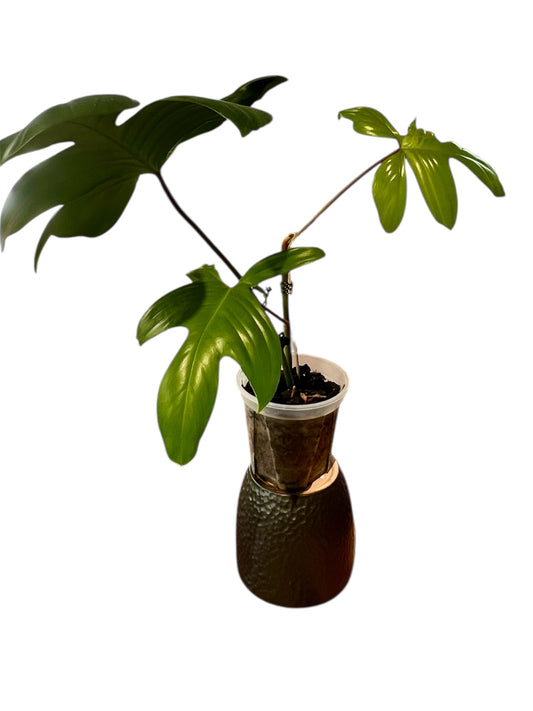 Philodendron 'Florida' (Small)