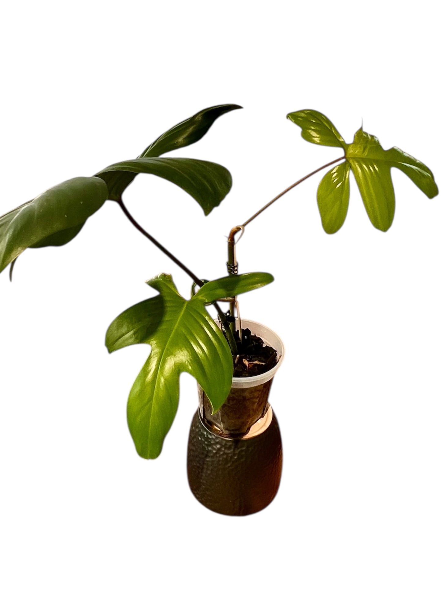 Philodendron 'Florida' (Small)