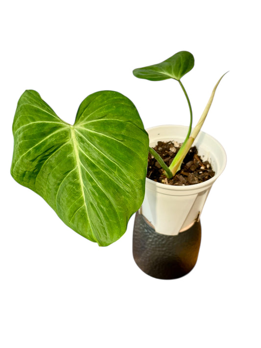 Philodendron Gloriosum