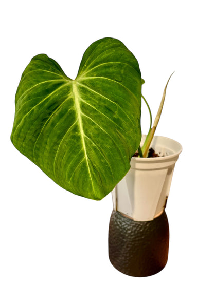 Philodendron Gloriosum
