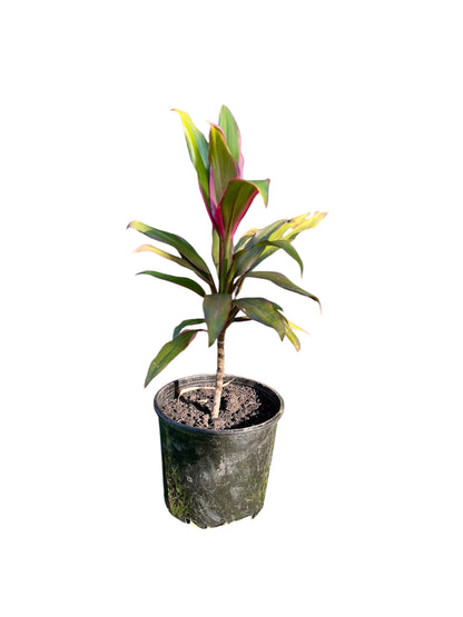 Cordyline fruticosa 'Pink Edge' 2.5ltr