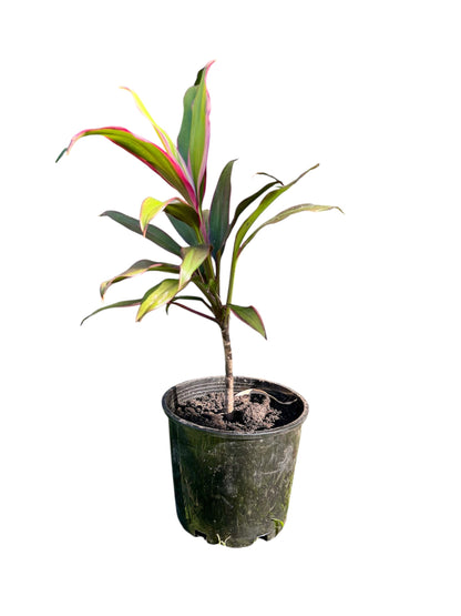 Cordyline fruticosa 'Pink Edge' 2.5ltr