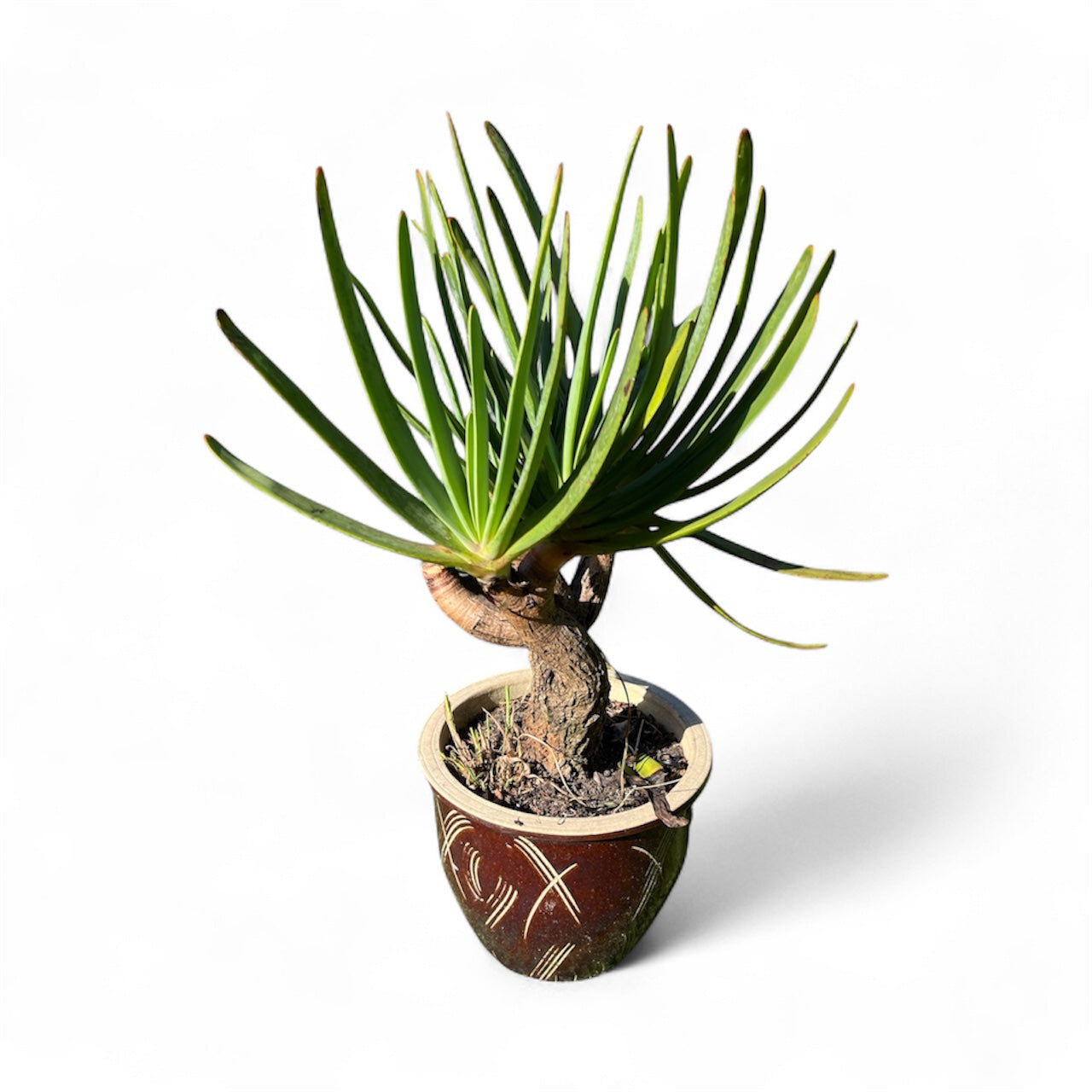 Fan Aloe (Aloe plicatilis) / 25L