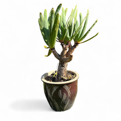 Fan Aloe (Aloe plicatilis) / 25L