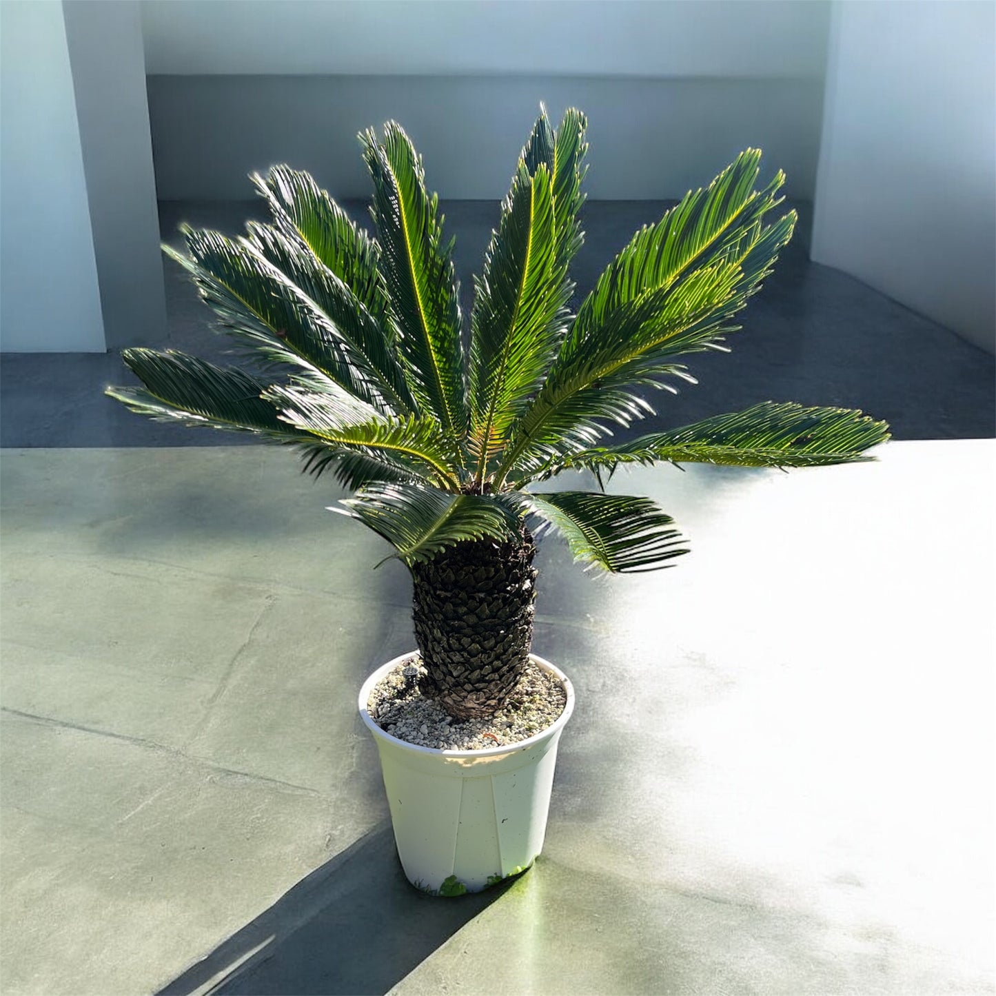 King Sago, Cycad 16ltr