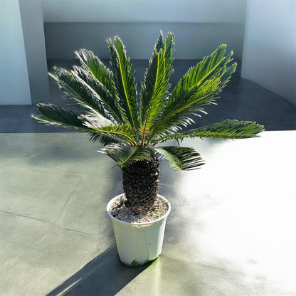 King Sago, Cycad 16ltr