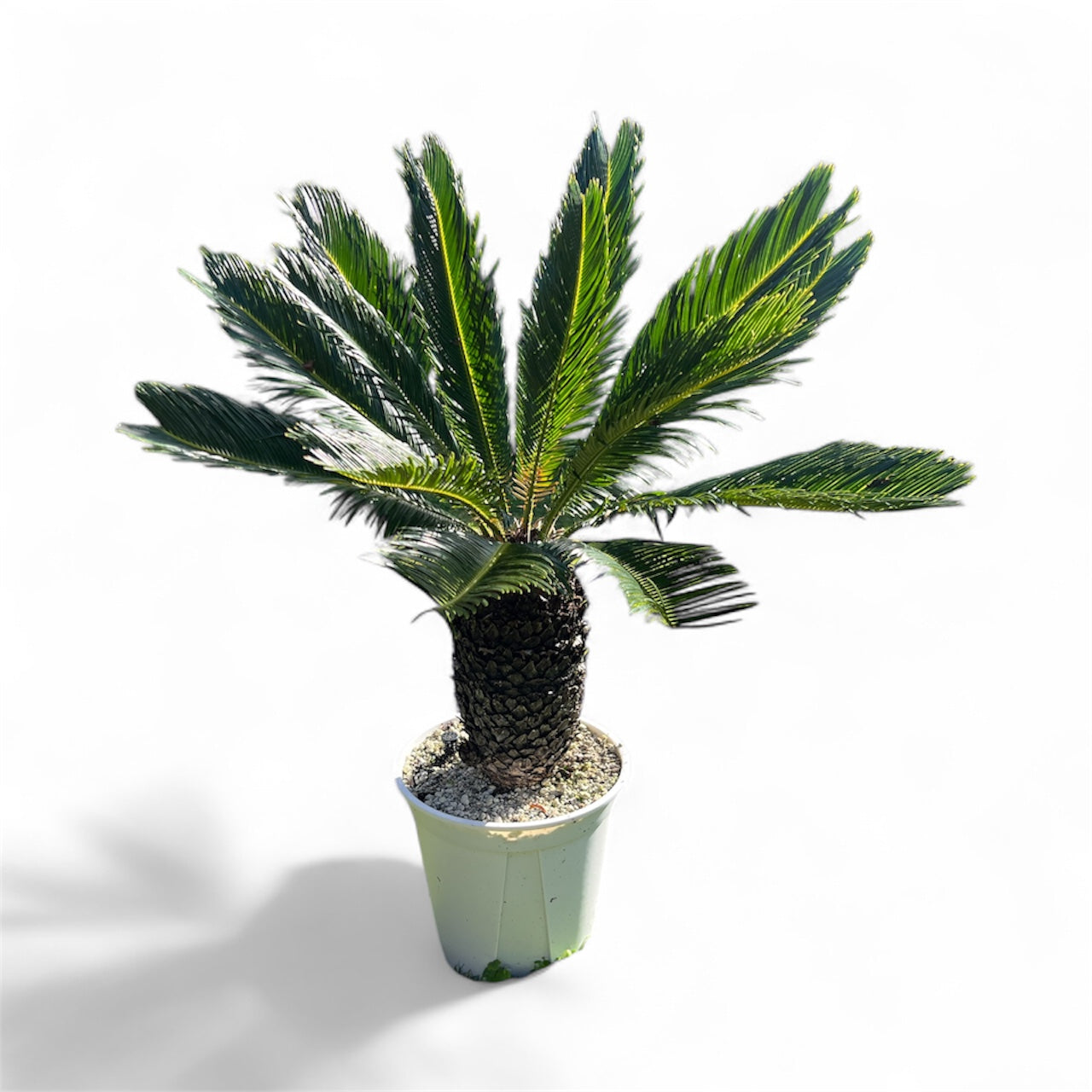 King Sago, Cycad 16ltr
