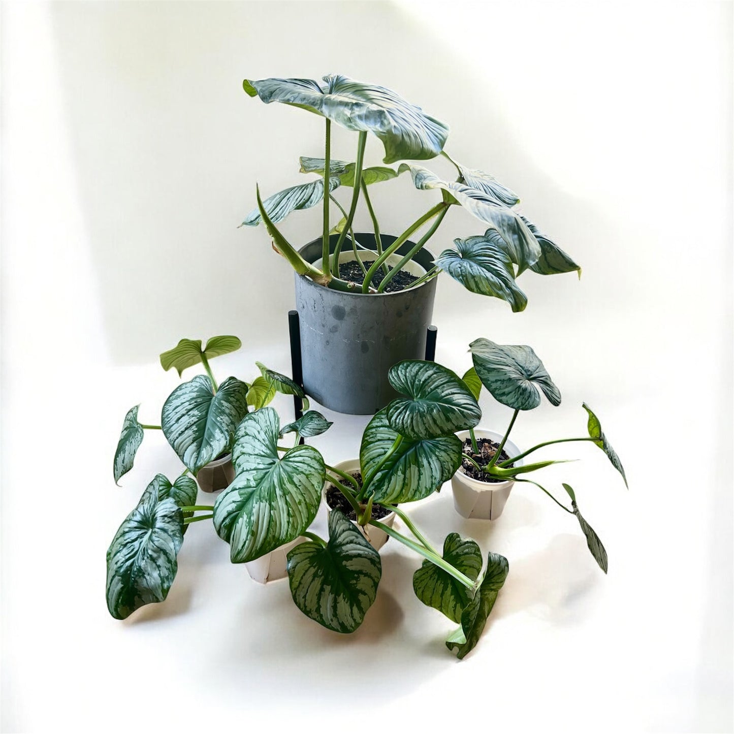 Philodendron Mamei 'Silver Cloud' (Medium)