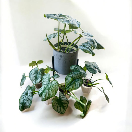 Philodendron Mamei 'Silver Cloud' (Medium)