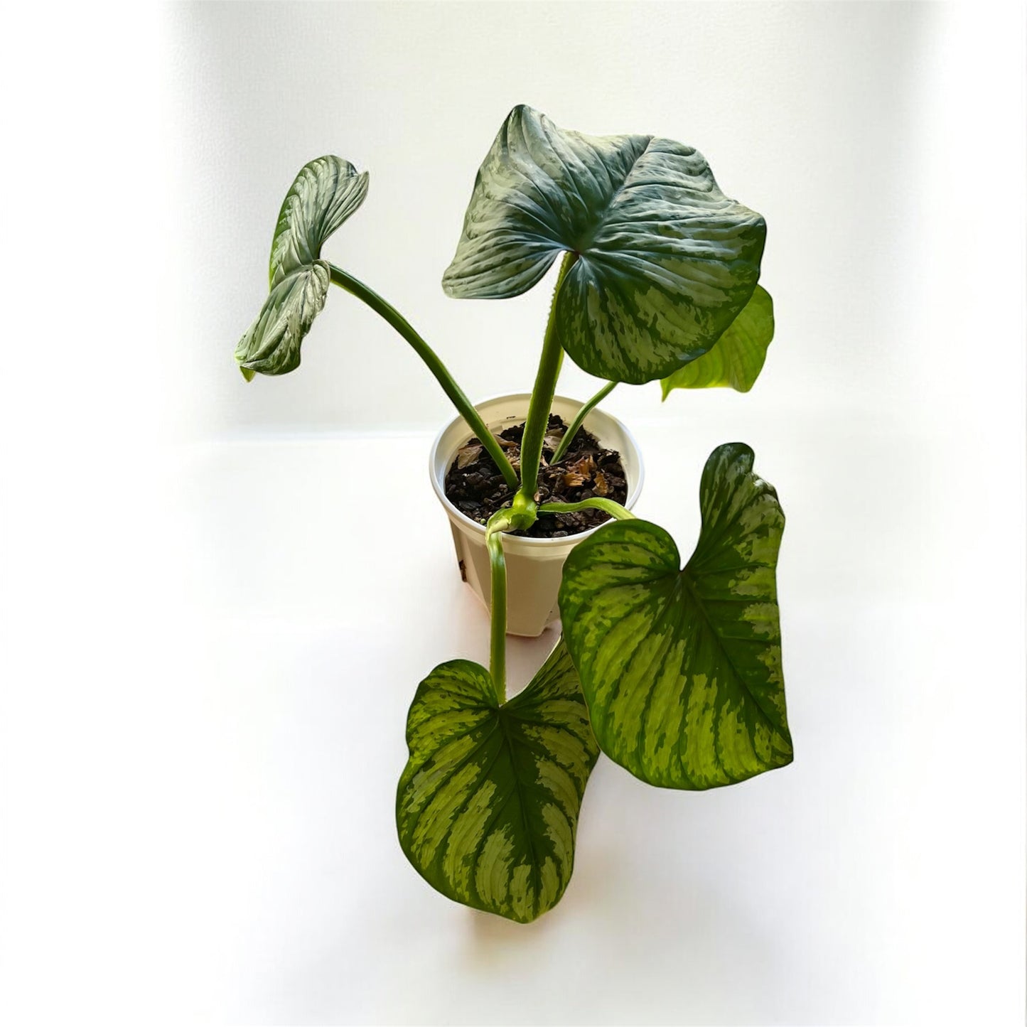 Philodendron Mamei 'Silver Cloud' (Medium)