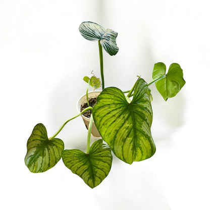 Philodendron Mamei 'Silver Cloud' (Medium)