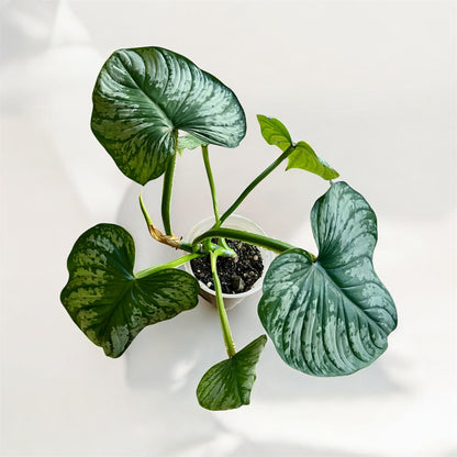Philodendron Mamei 'Silver Cloud' (Medium)