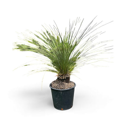 Xanthorrhoea glauca - Blue Australian Grass Tree / 30L