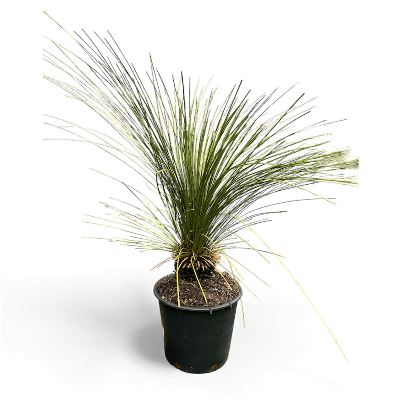 Xanthorrhoea glauca - Blue Australian Grass Tree / 30L