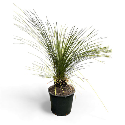 Xanthorrhoea glauca - Blue Australian Grass Tree / 30L