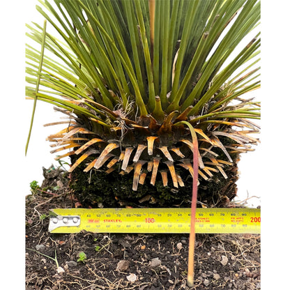 Xanthorrhoea glauca - Blue Australian Grass Tree / 30L