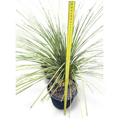 Xanthorrhoea glauca - Blue Australian Grass Tree / 30L