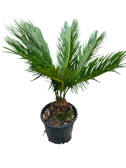 King Sago, Cycad 5ltr