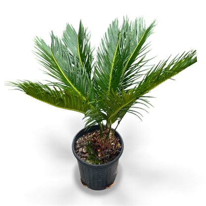 King Sago, Cycad 5ltr