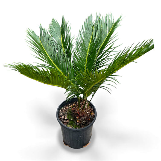 King Sago, Cycad 5ltr