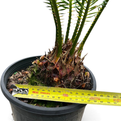 King Sago, Cycad 5ltr