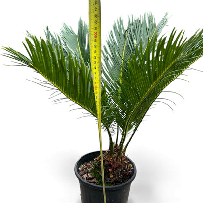 King Sago, Cycad 5ltr