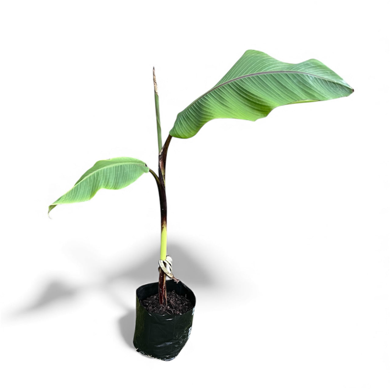 Ornamental Banana - Musa Ornata