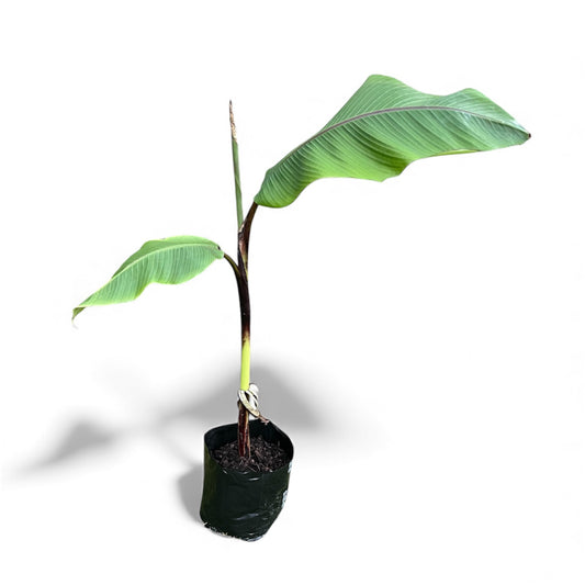 Ornamental Banana - Musa Ornata