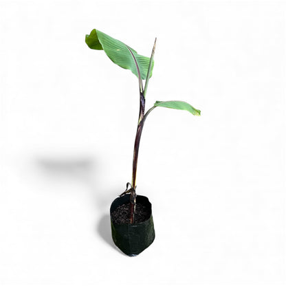 Ornamental Banana - Musa Ornata