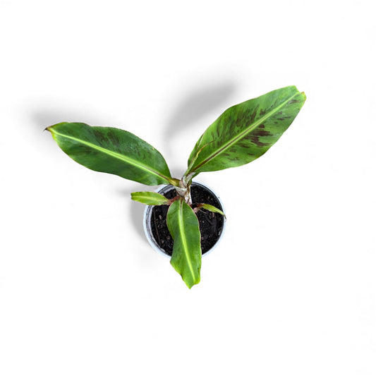 Dwarf Cavendish Banana