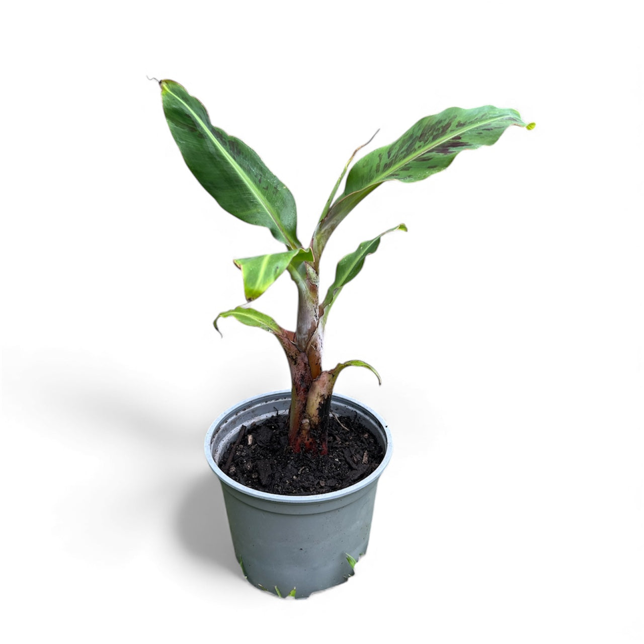 Dwarf Cavendish Banana