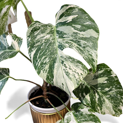 Variegated Monstera 'Albo Borsigiana'