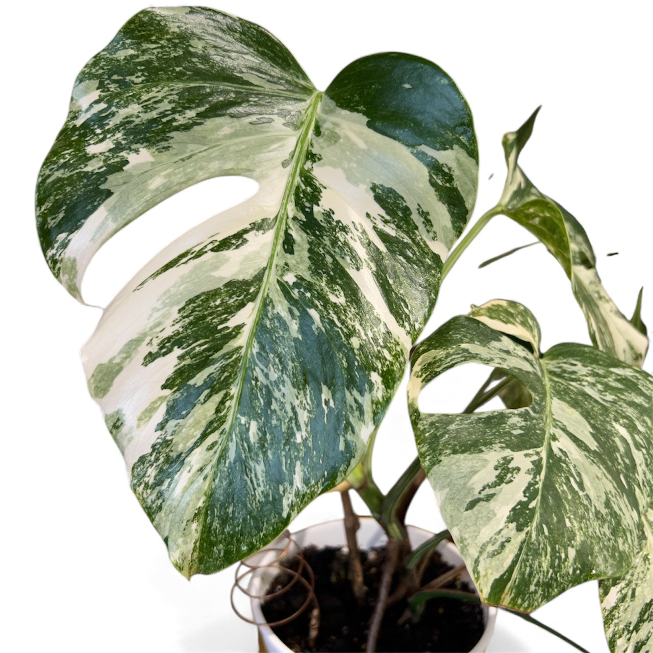 Variegated Monstera 'Albo Borsigiana'