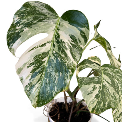Variegated Monstera 'Albo Borsigiana'