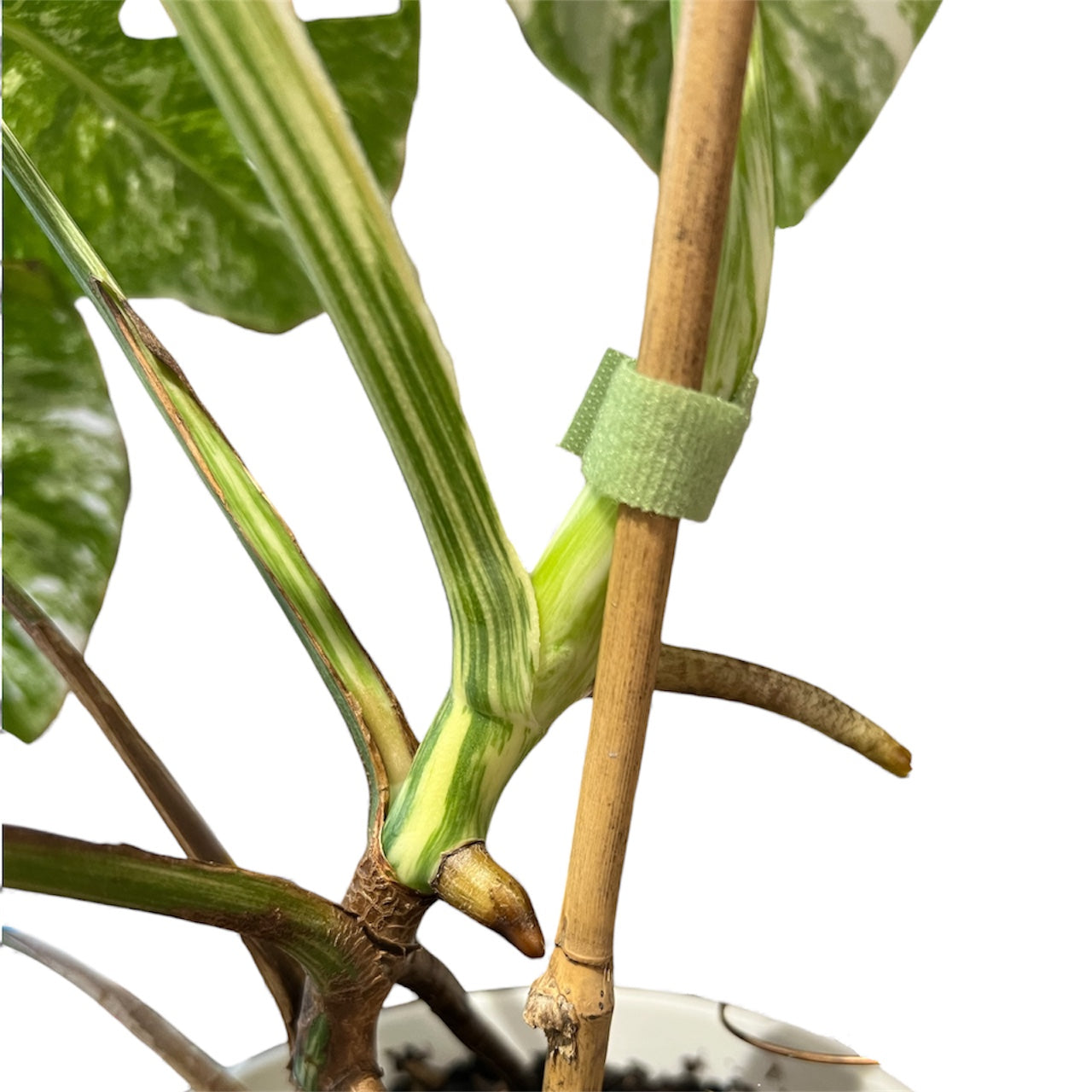 Variegated Monstera 'Albo Borsigiana'