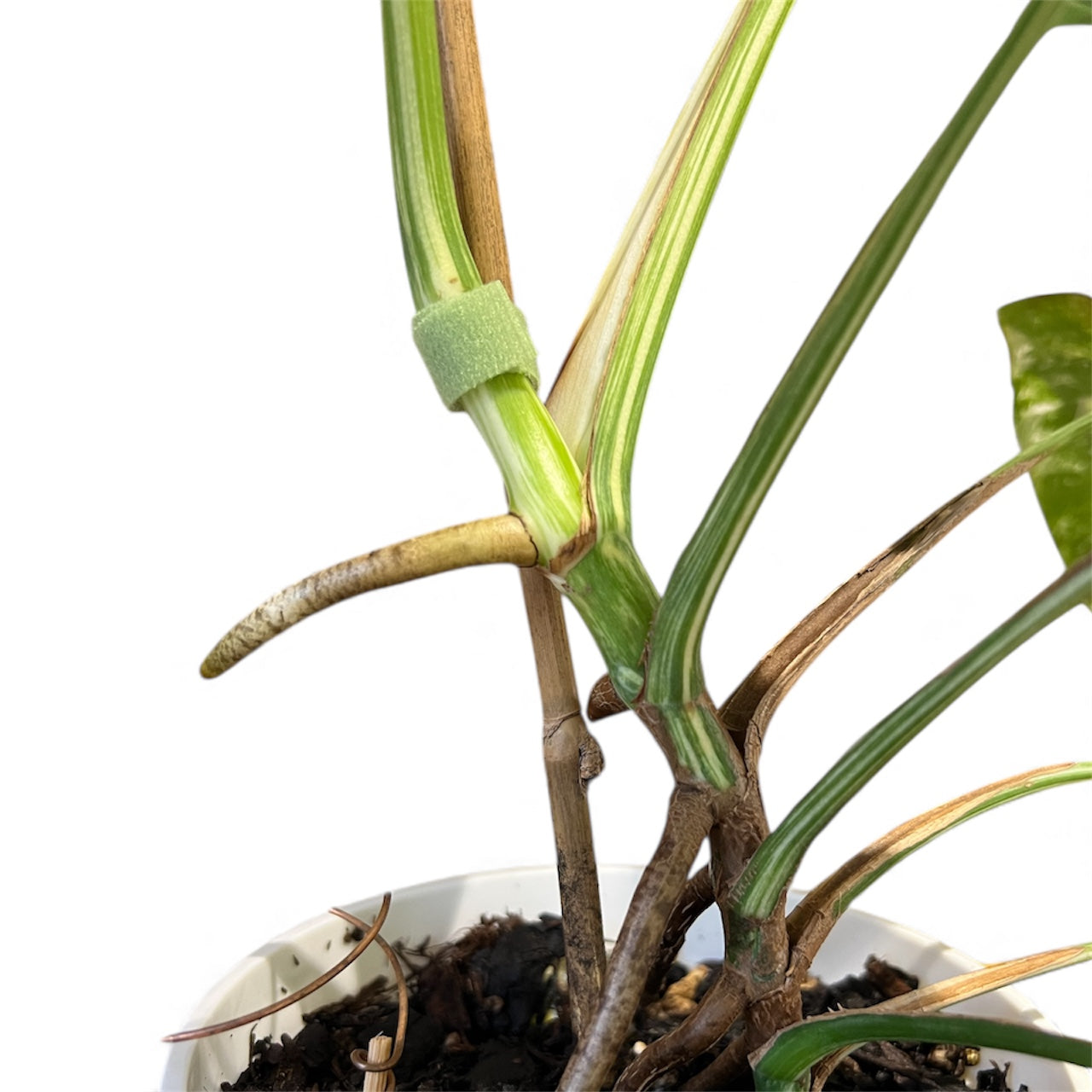 Variegated Monstera 'Albo Borsigiana'