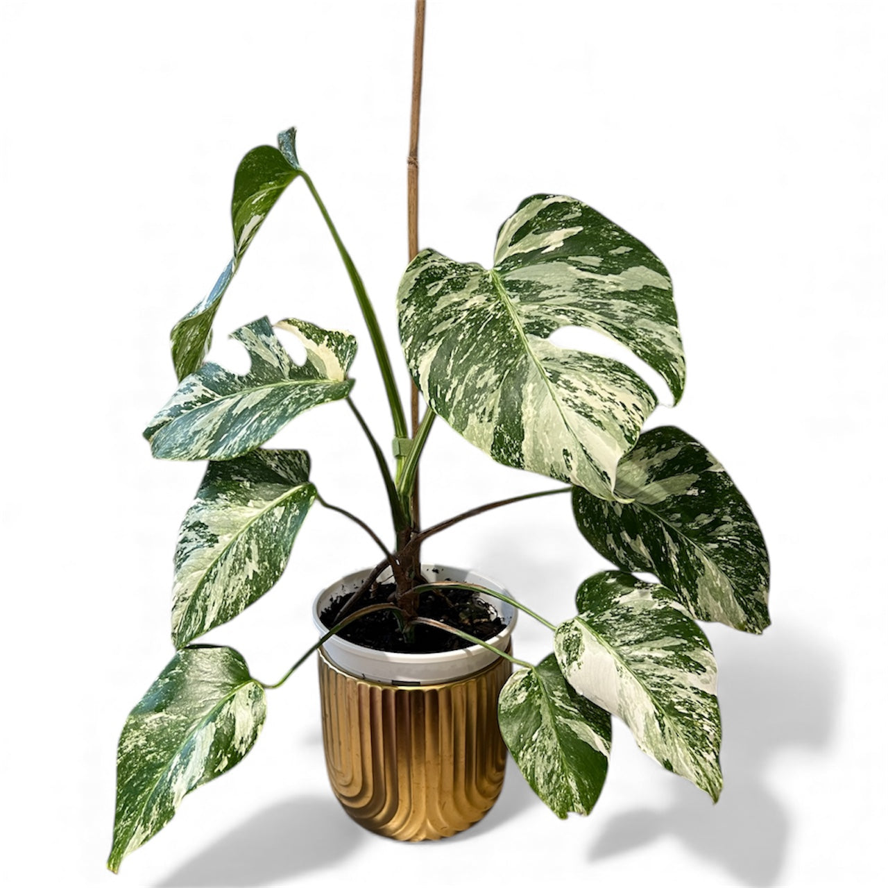 Variegated Monstera 'Albo Borsigiana'