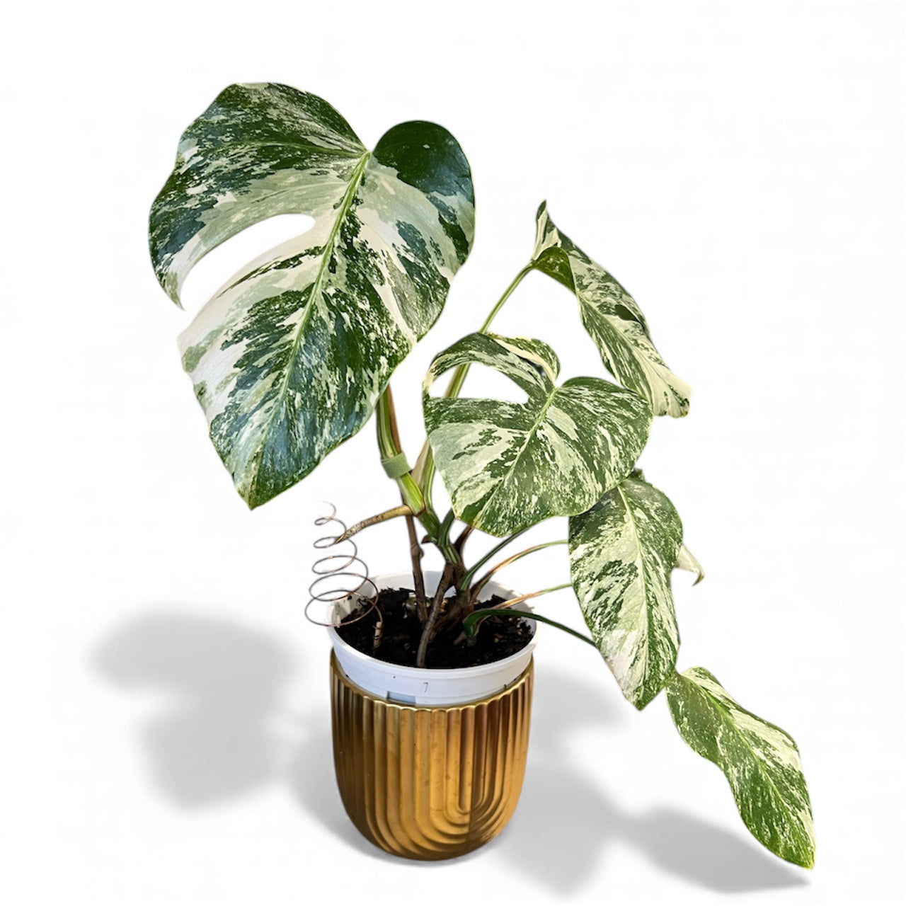 Variegated Monstera 'Albo Borsigiana'