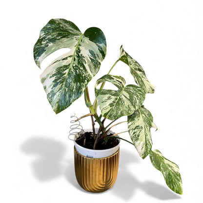 Variegated Monstera 'Albo Borsigiana'