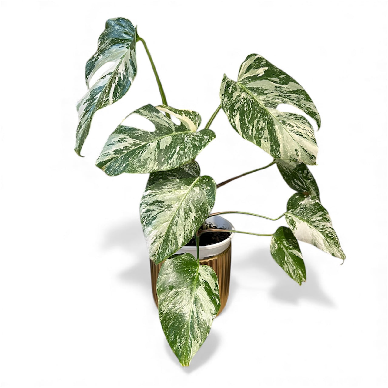 Variegated Monstera 'Albo Borsigiana'