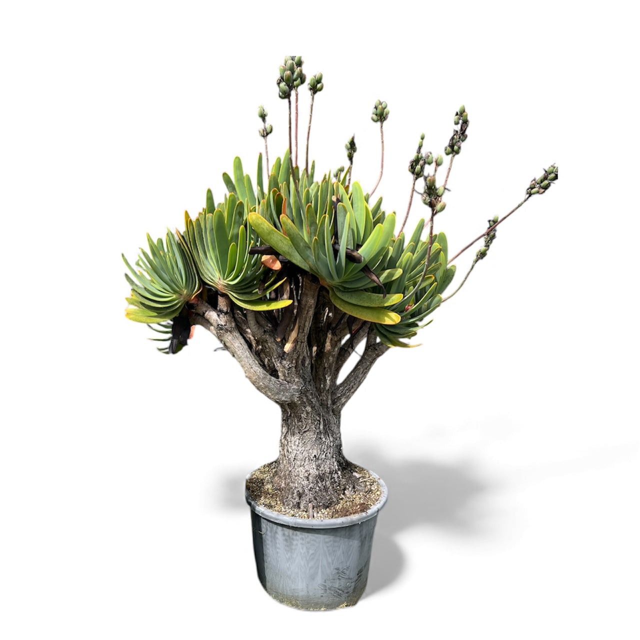 Fan Aloe (Aloe plicatilis) / X Large 70L