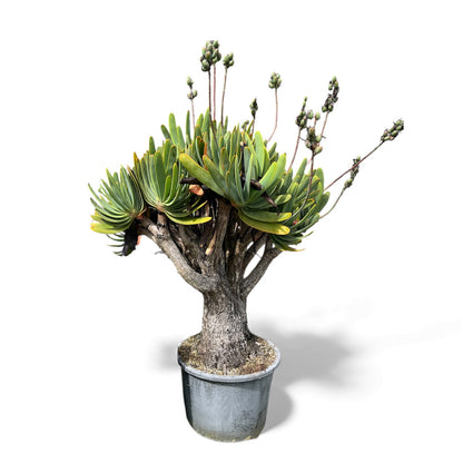 Fan Aloe (Aloe plicatilis) / X Large 70L